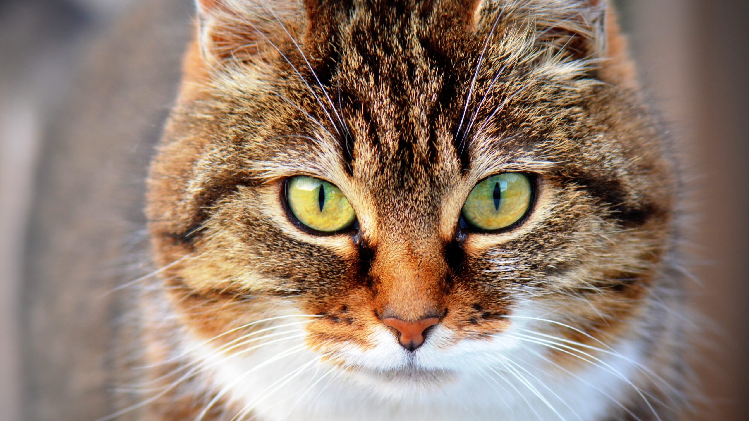 Ученые рассказали, что универсальные антитела от коронавируса находятся в крови кошек