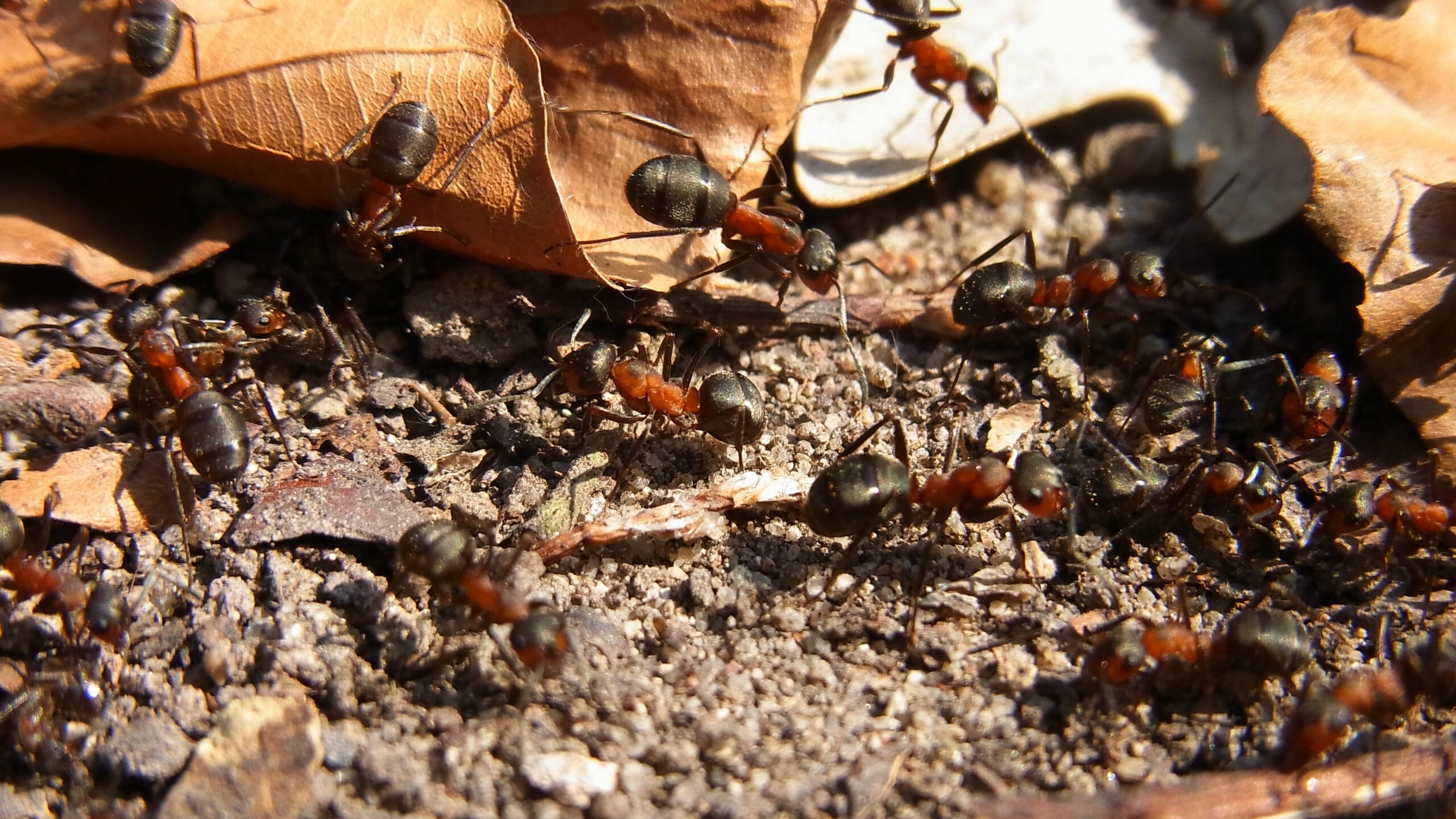 Ученые Нью-Джерси нашли в янтаре муравья возрастом 35 млн лет