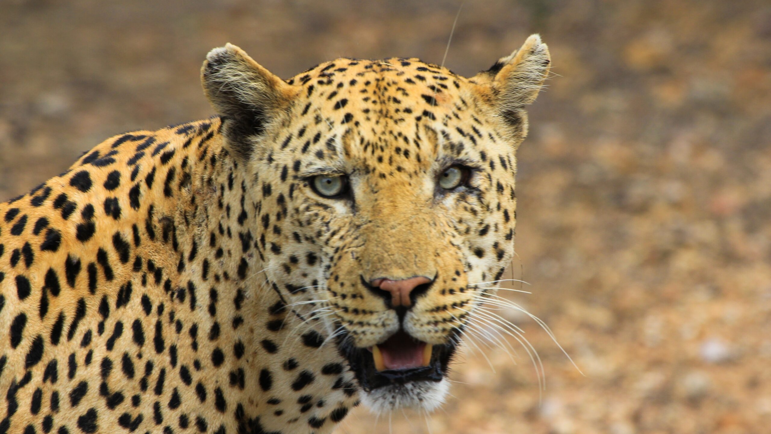 В Индии леопард загрыз семилетнего ребенка на глаза у его сестры