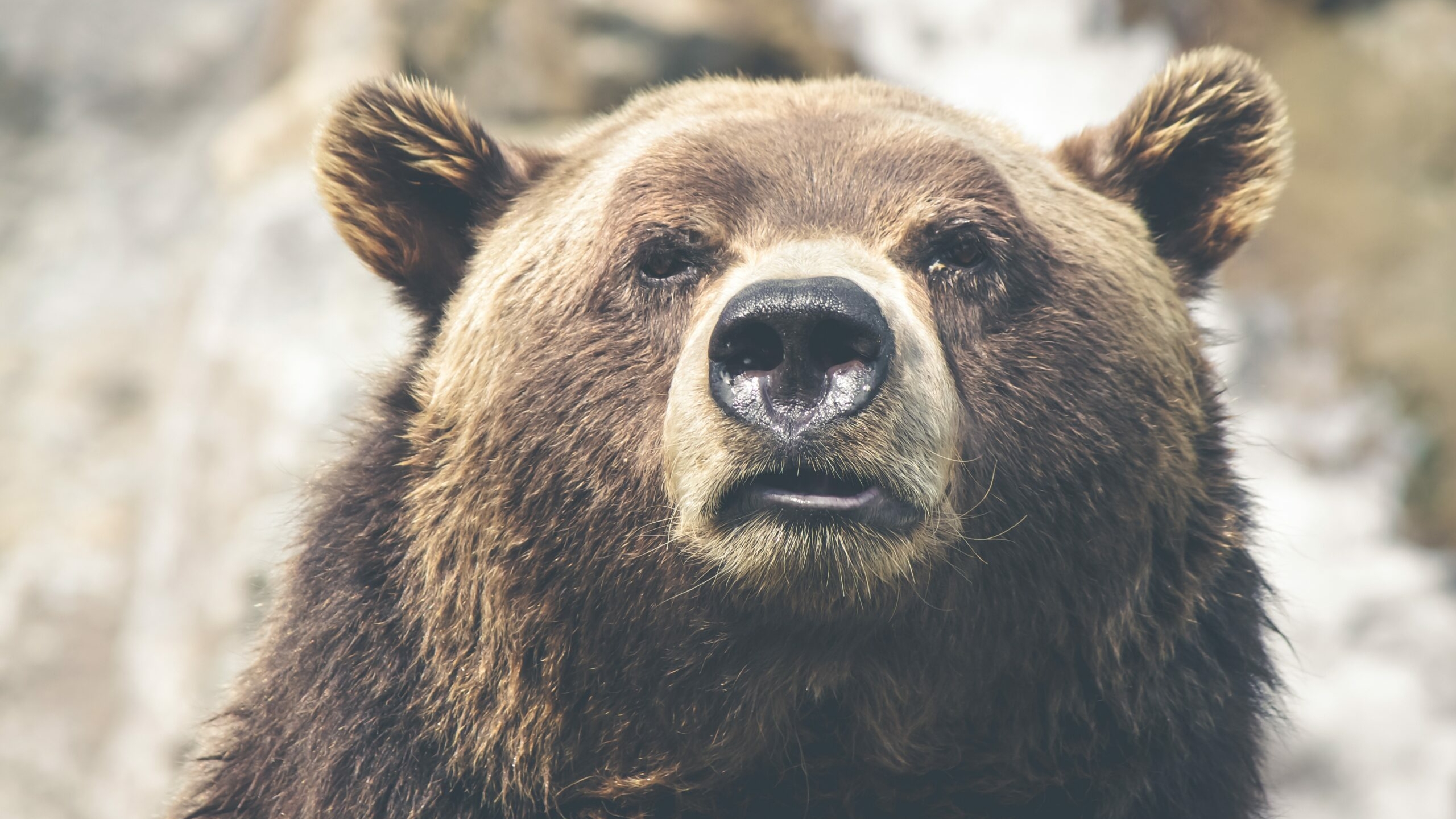 В Якутии ученые исследуют тушу бурого медведя, которая пролежала в снегах около 3,5 тысяч лет