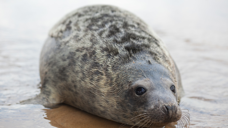 Прожорливый тюлень лишил прибыли жителя Англии