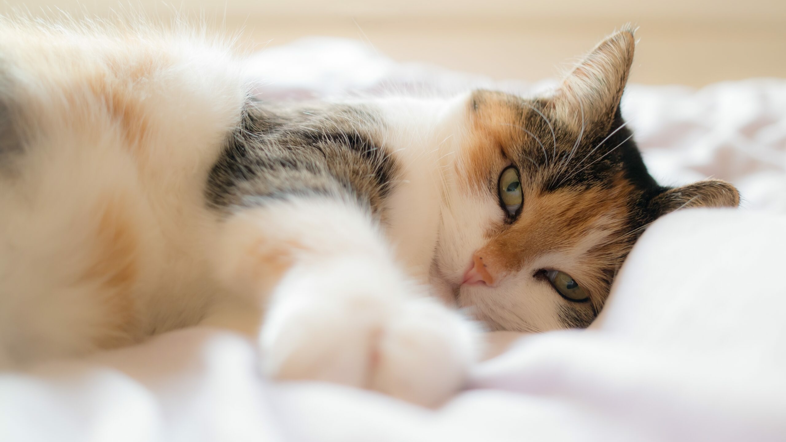 Ученые рассказали, как кошка может помочь в решении болезни спинного мозга человека