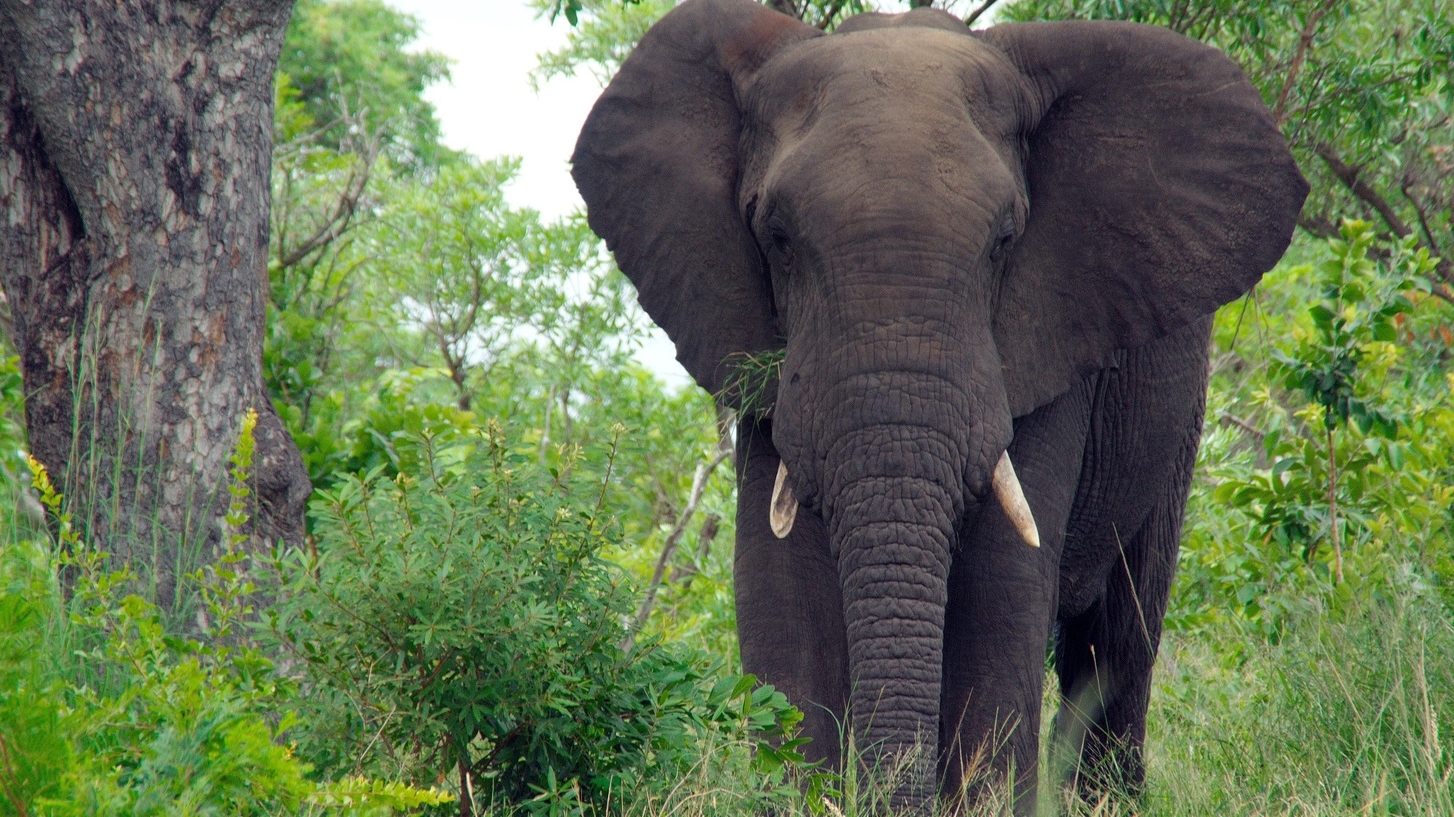 С вымиранием слонов на Землю может обрушиться глобальное потепление