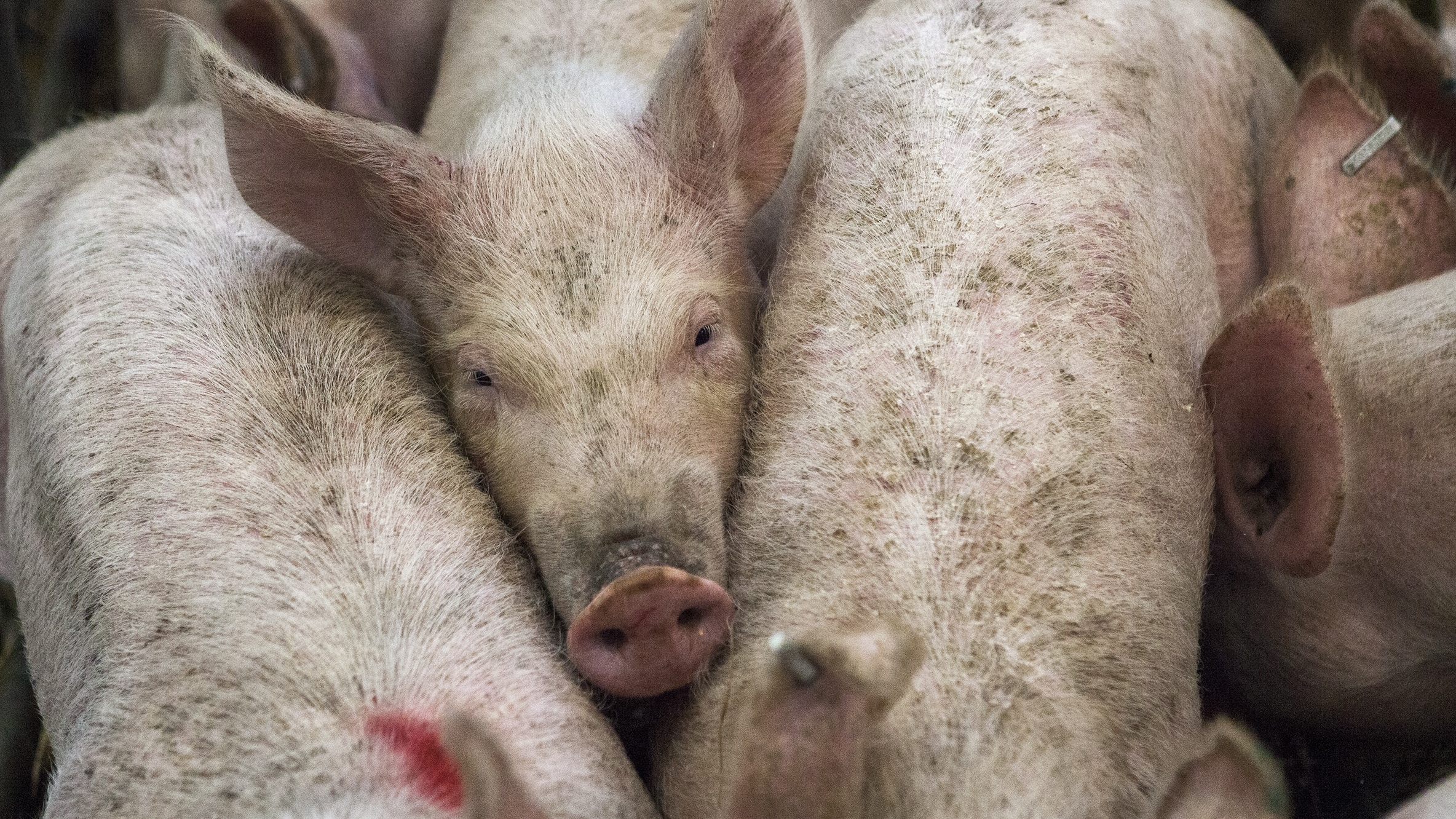 На ферме в Марий Эл умерли почти 1,5 тысячи свиней от асфиксии