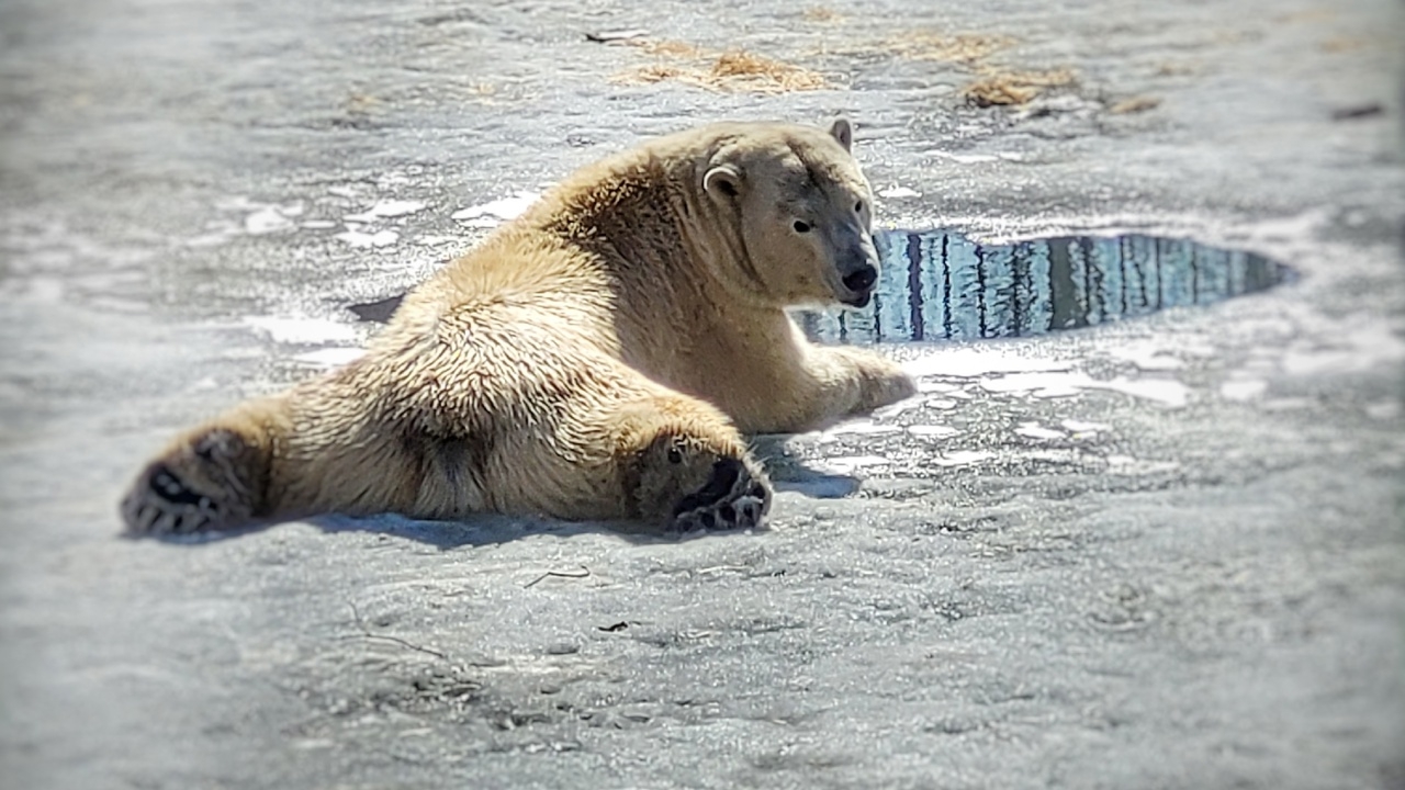 Белая медведица Забава из зоопарка в Омской области утонула в проруби из-за инсульта