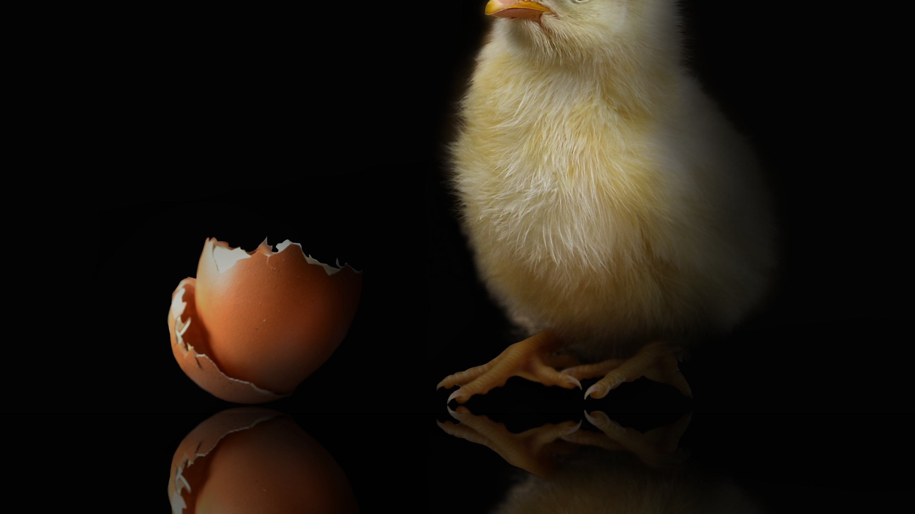 Японские ученые создали противоаллергенные куриные яйца