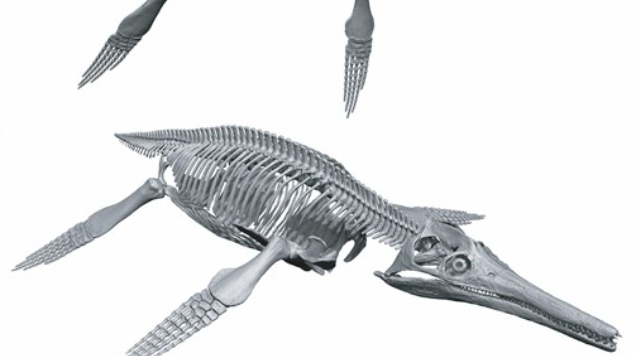 Российские ученые воссоздали скелет древнего плиозавра и описали его поведение в дикой природе