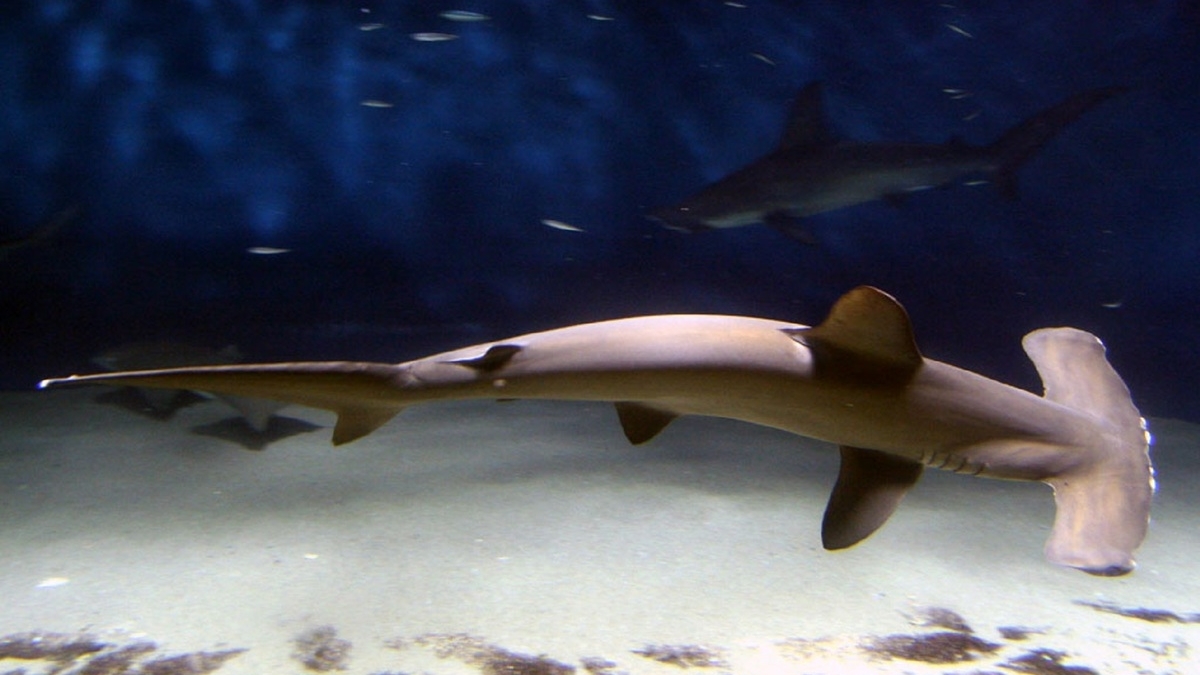 Учёные Гавайского университета обнаружили, что акула-молот может задерживать дыхание на глубине