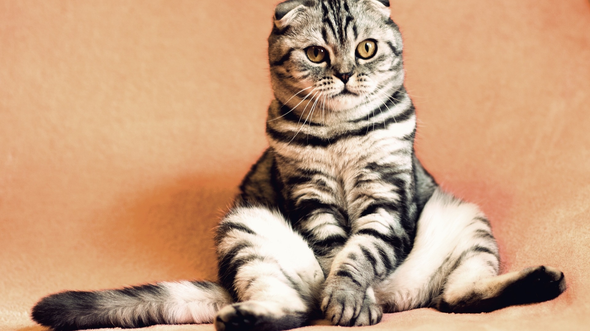 Российская компания NtechLab запустила нейросеть для поиска кошек и собак по фотографии