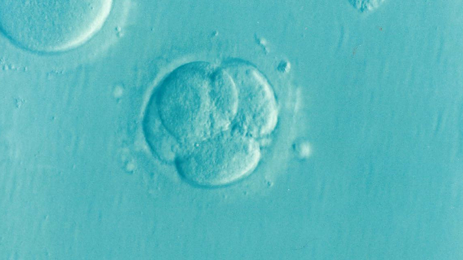 Британские ученые впервые получили копии человеческих зародышей из стволовых клеток