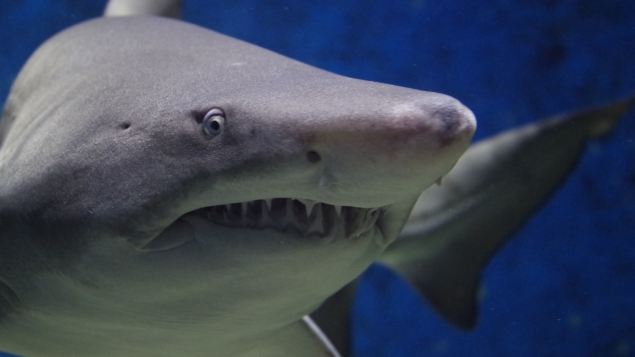Российский физик Огневский объявил о разработке отпугивателя акул лучом «ударной волны»