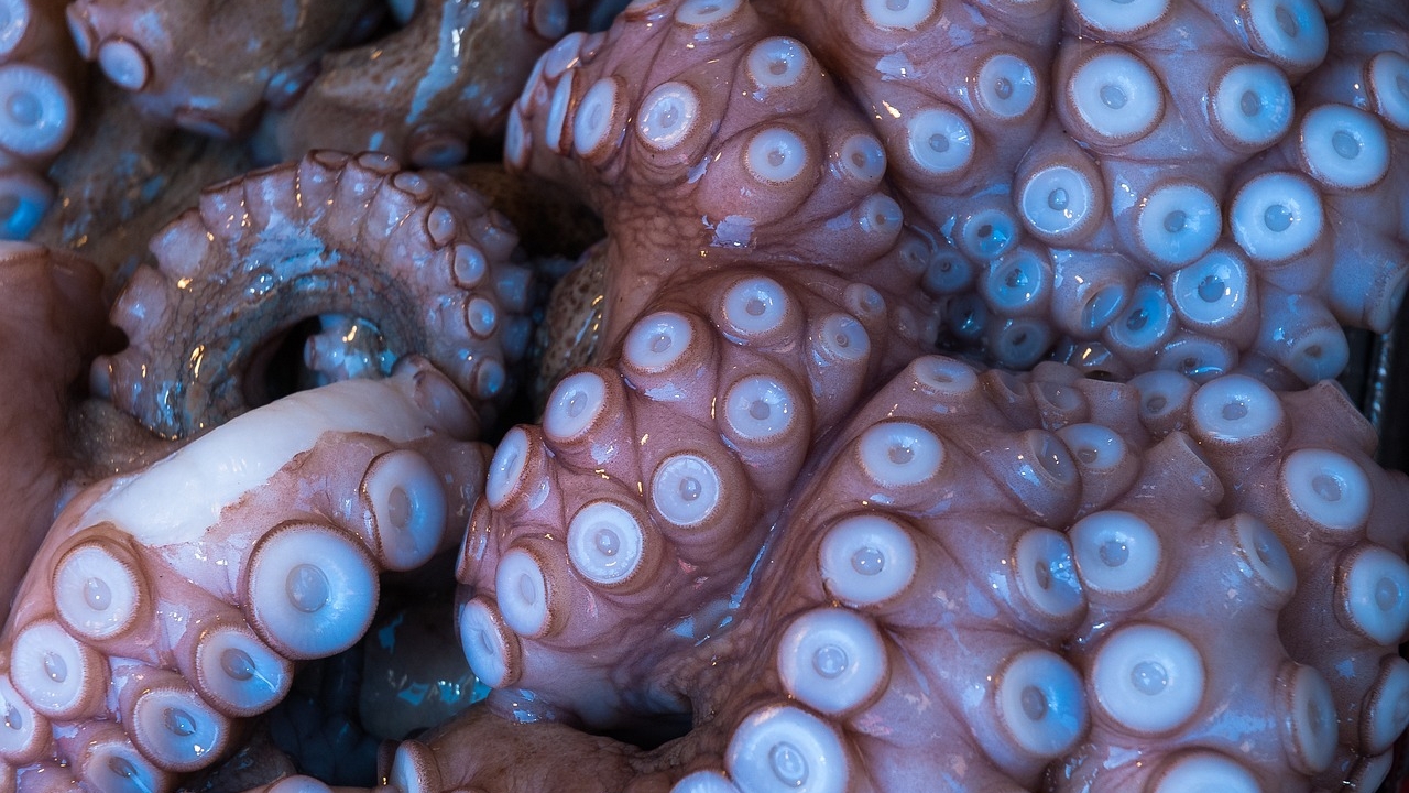 Вещества для уничтожения опухолей обнаружили в чернилах обыкновенного осьминога