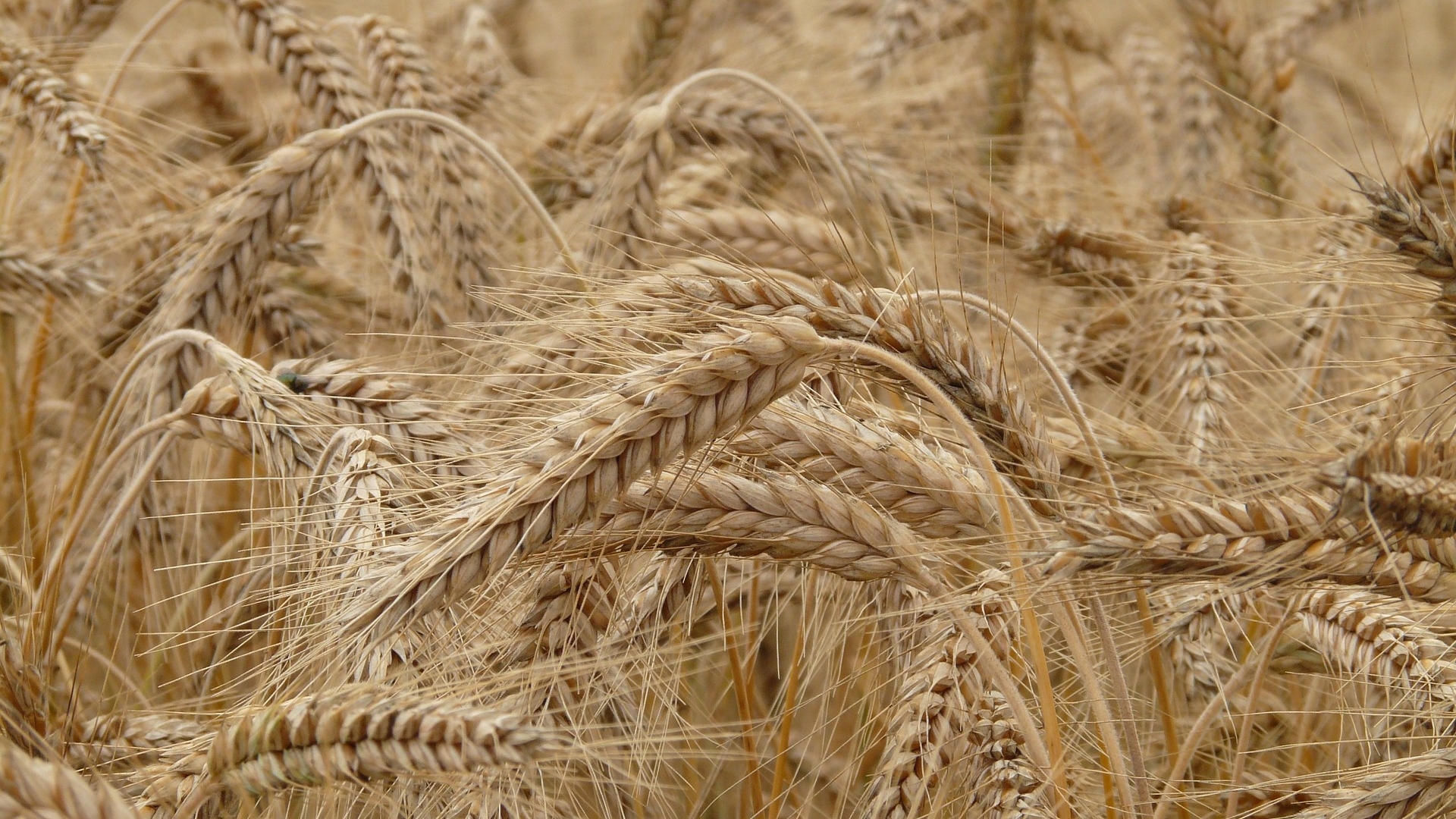 Уральские физики открыли дешевый способ мониторинга облучения пшеницы при обработке